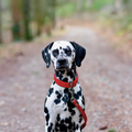 hundehalsband_rot