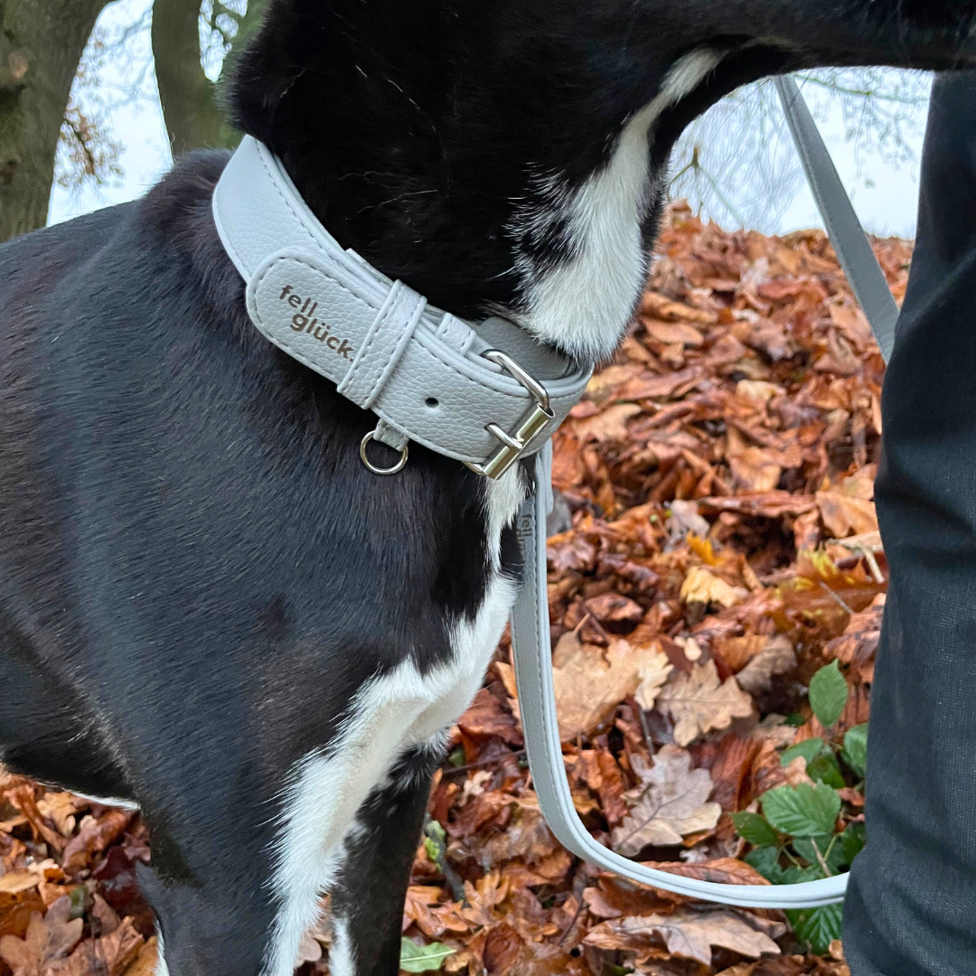 Hundehalsband_gemütlich